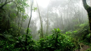 training rehabilitas ekosistem hutan
